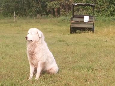 Photo of Pyrenees Akbash puppies - 2