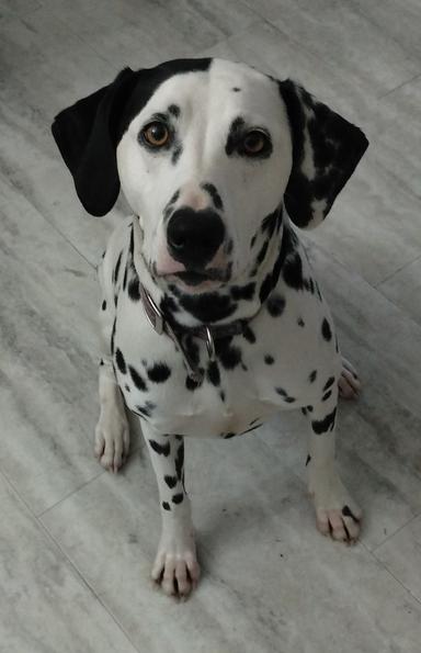 Photo of Dalmatian  - 2