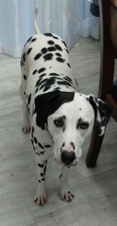 Photo of Dalmatian  - 1