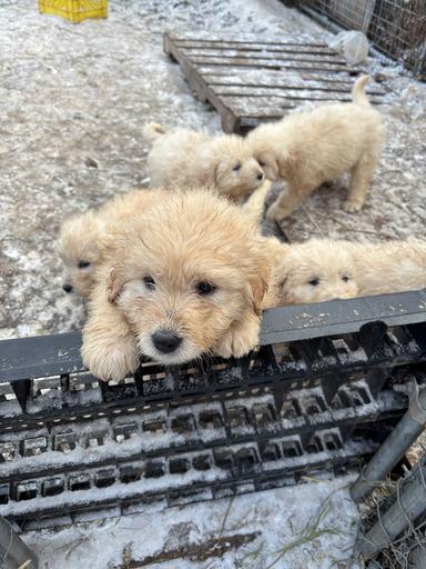 Photo of Livestock Guardian Dogs - Komondor/Maramma cross - 1