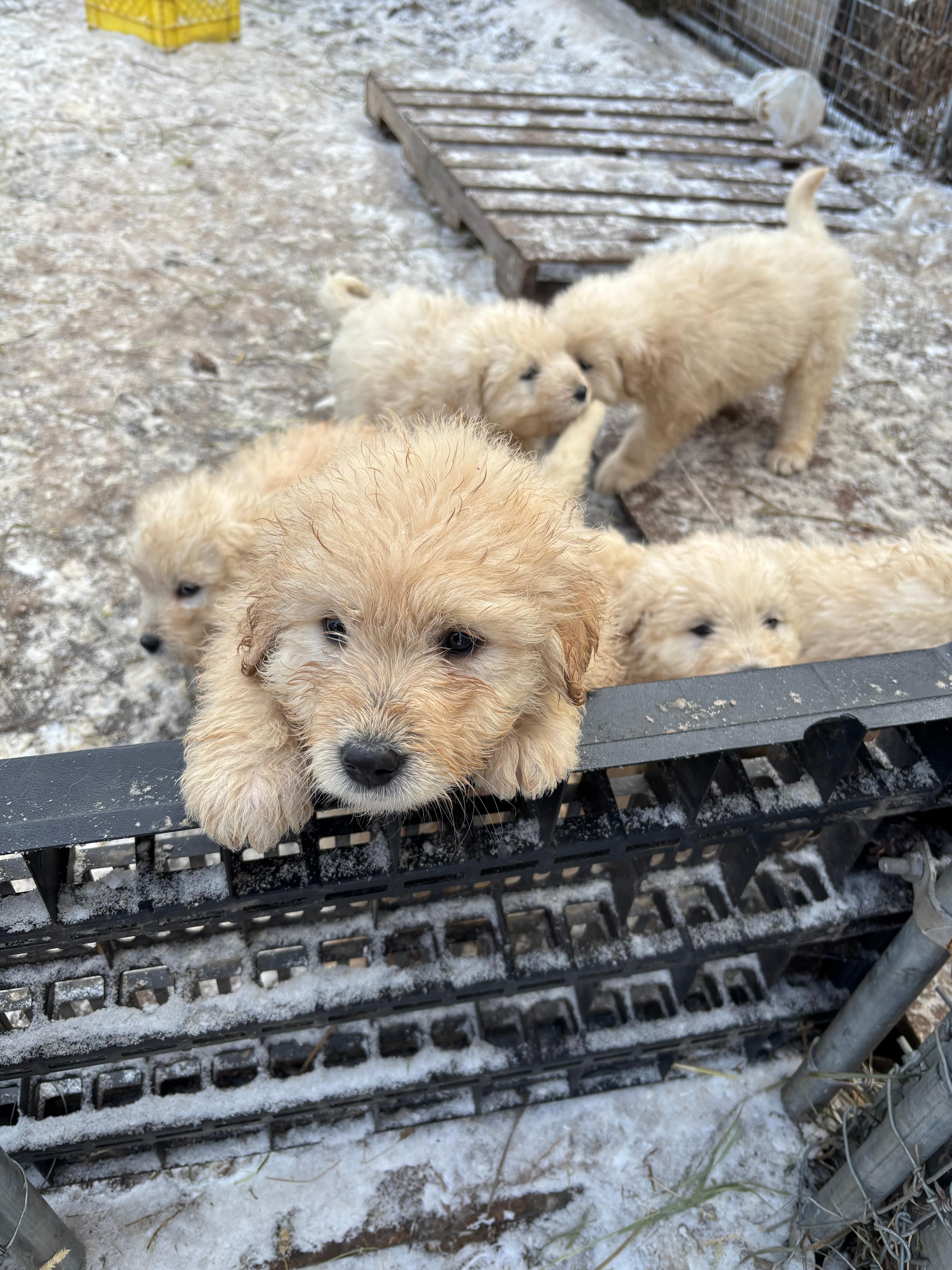 Photo of Livestock Guardian Dogs - Komondor/Maramma cross