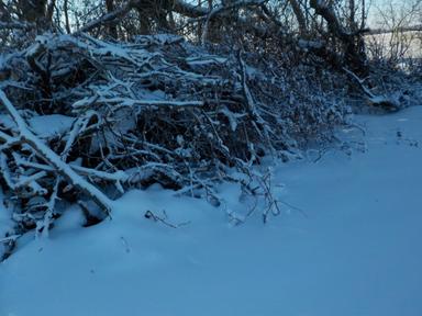 Photo of firewood and kindling for free  - 1