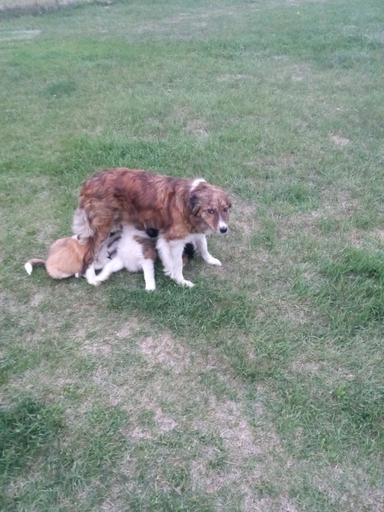 Photo of Rare Colored Female Border Collie - 1