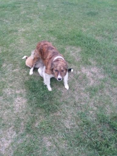 Photo of Rare Colored Female Border Collie - 2