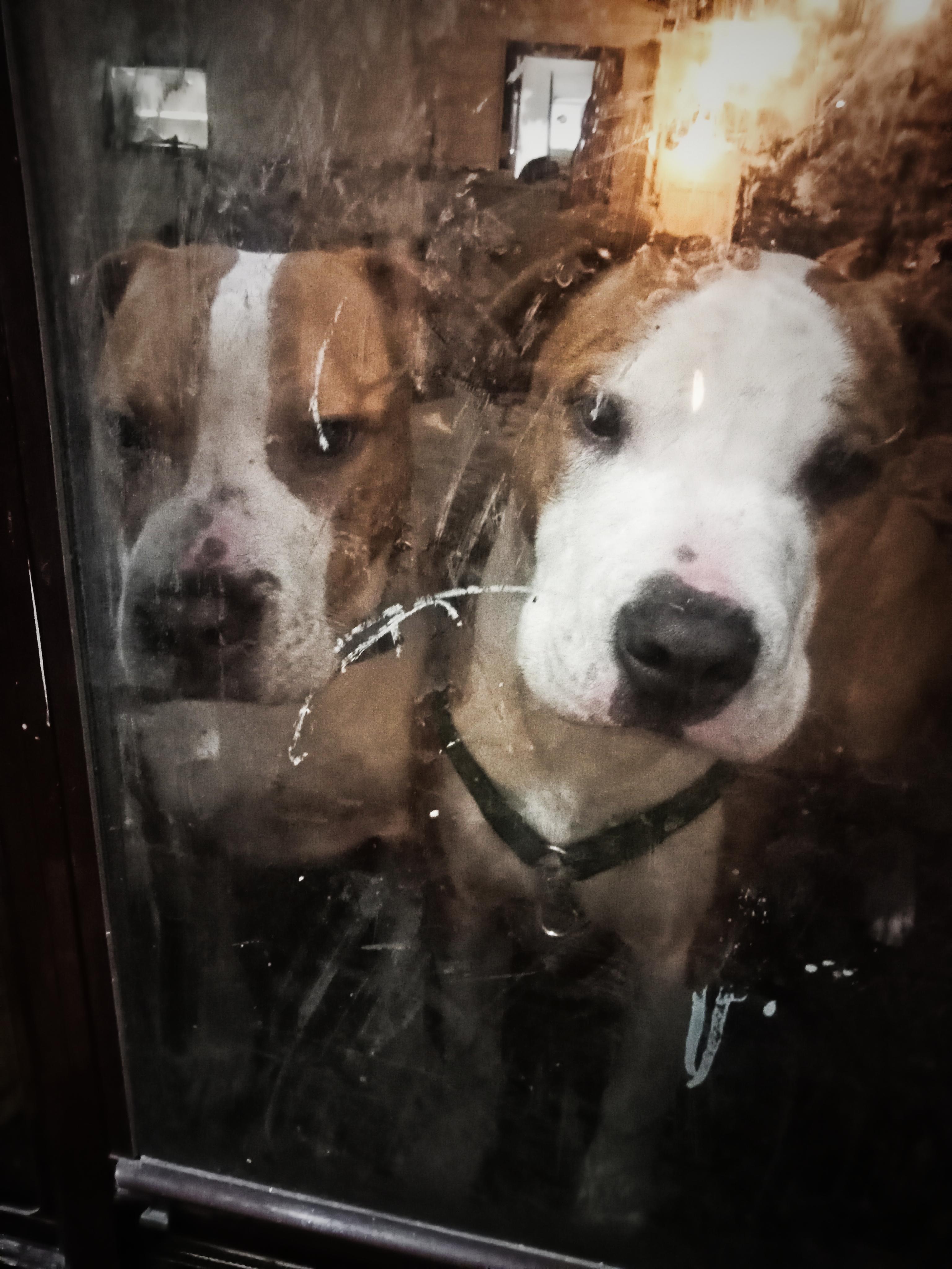 Photo of 2 American Staffordshire Brothers 