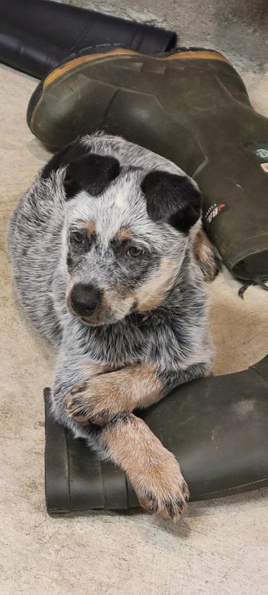 Photo of Blue heeler puppy - 1