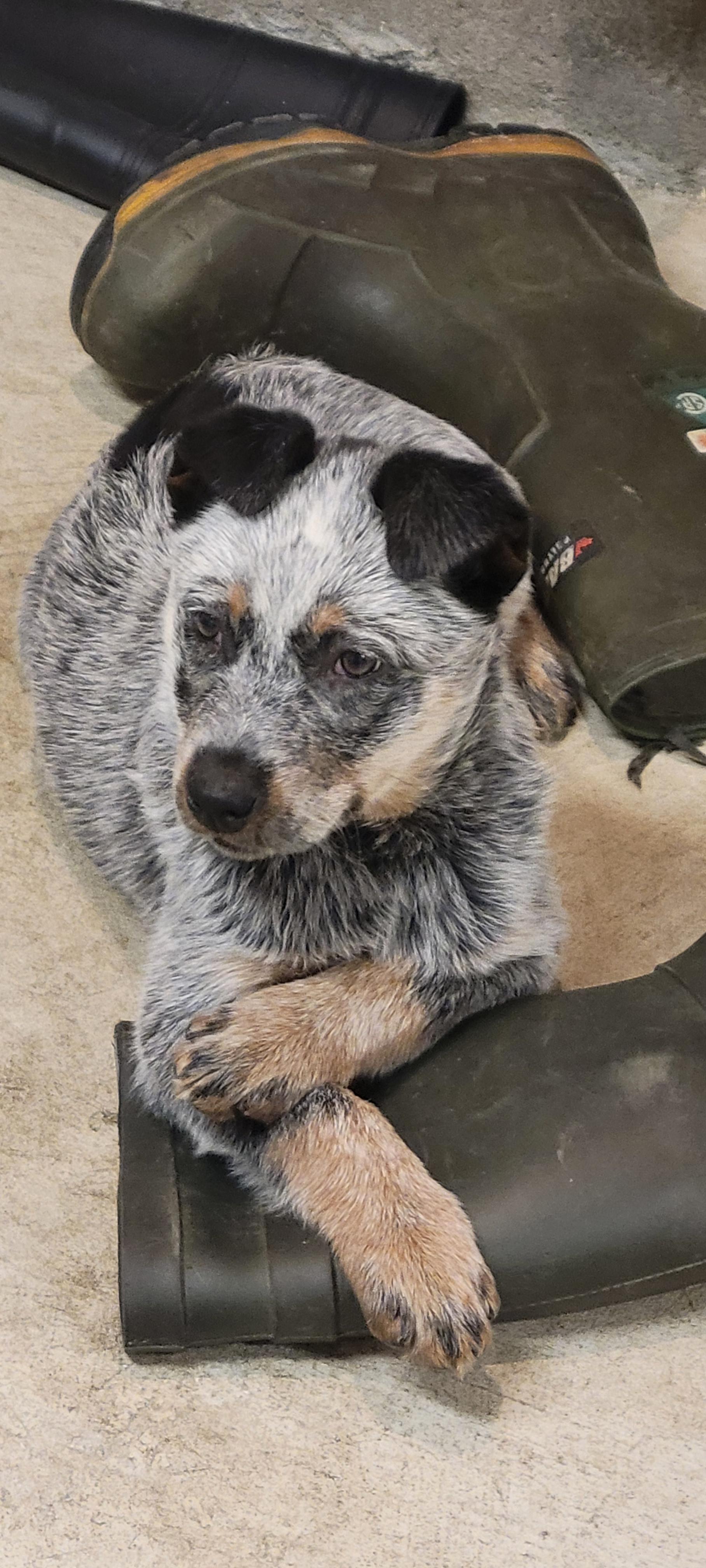 Photo of Blue heeler puppy