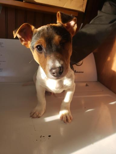 Photo of Jack Russell Terrier Pup - 1