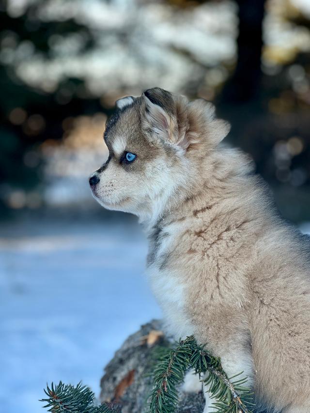 Photo of MINI AUSKY PUPPIES!! 