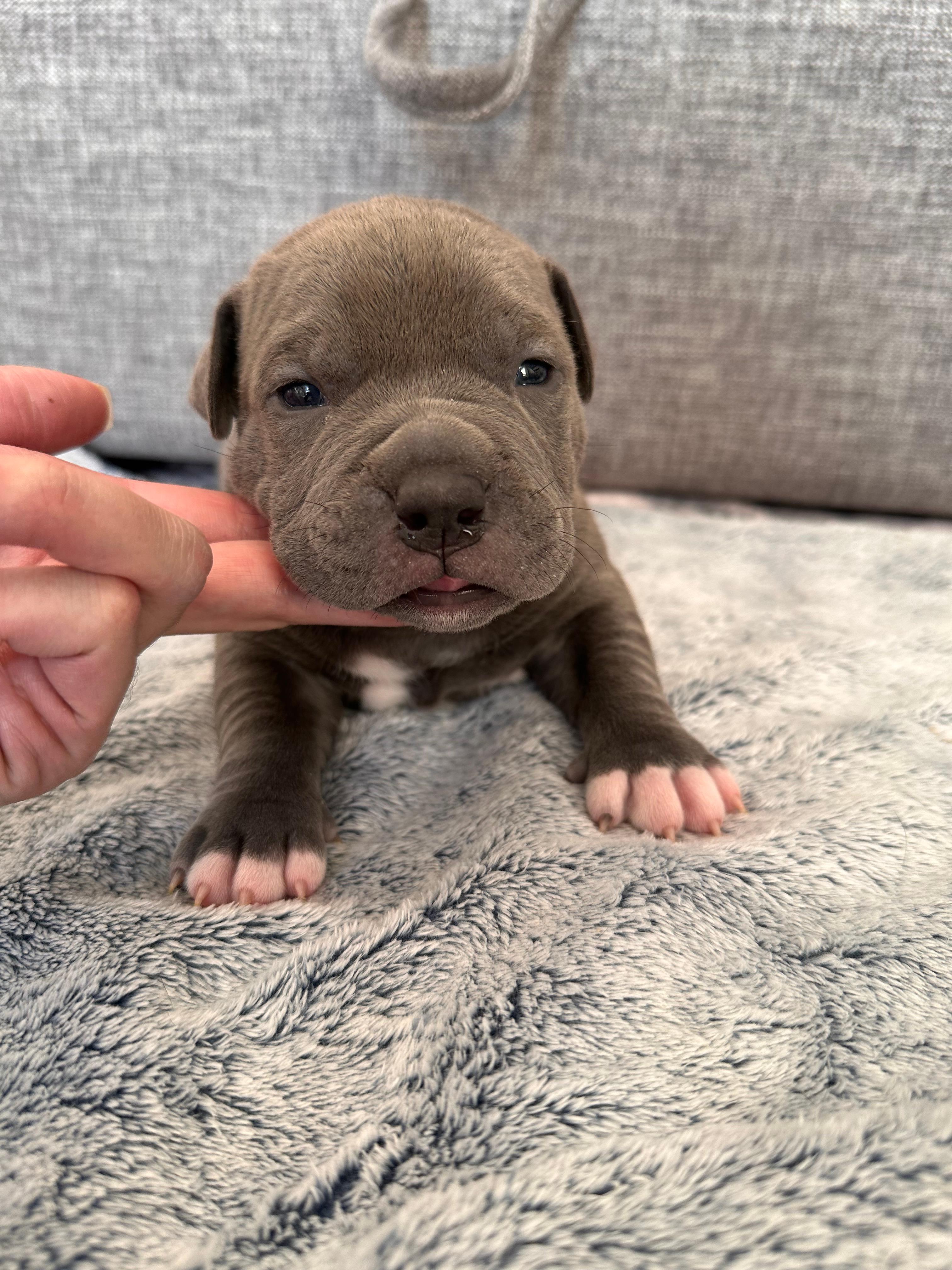 Photo of American Bully (Pocket size) Puppies