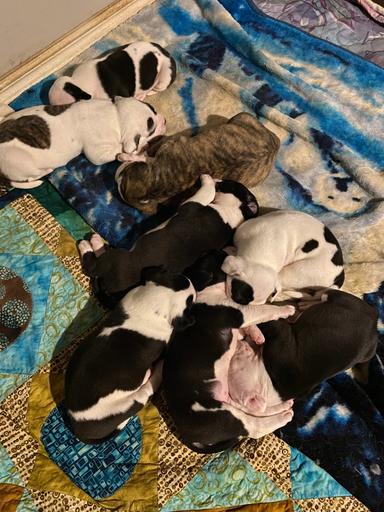 Photo of Puppies - 1