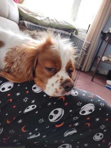 Photo of Looking for a Cavalier King Charles spaniel stud dog - 1