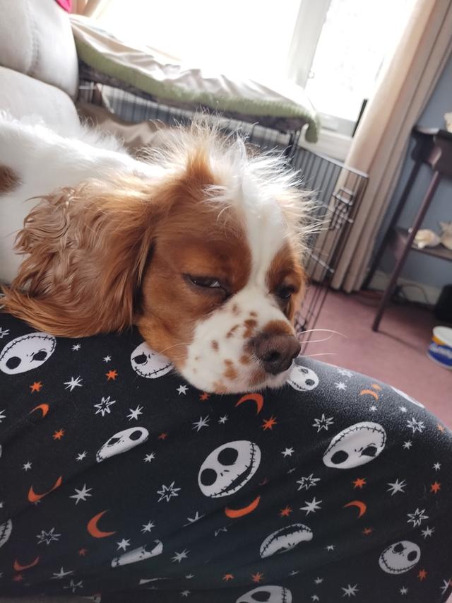 Photo of Looking for a Cavalier King Charles spaniel stud dog