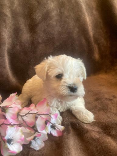 Photo of Precious female miniature Schnauzers  - 1