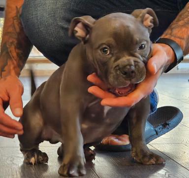 Photo of Ukc Registered Pocket Bullies, Only 3 Left!!!! - 1