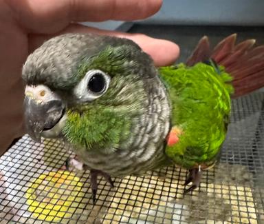 Photo of $400 Baby conure with cage - 2