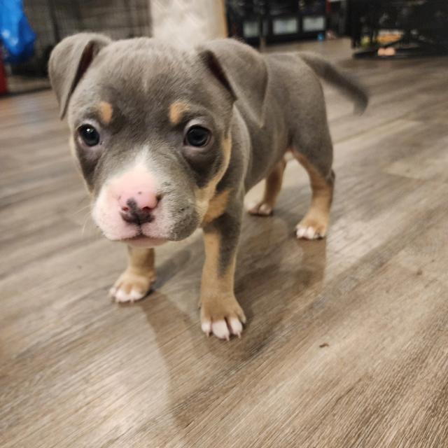 Photo of American Bully Puppy - AJ