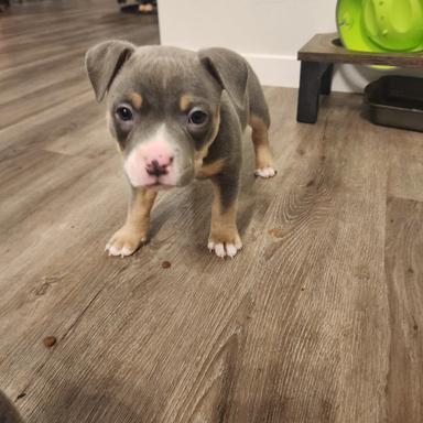 Photo of American Bully Puppy - AJ - 2