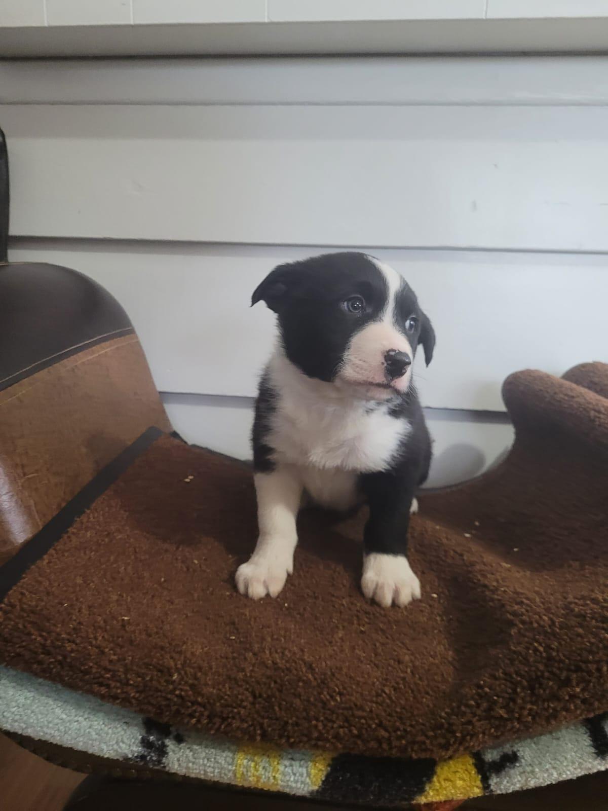 Photo of PureBred Border Collie 