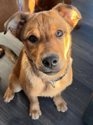 Photo of Brida - Trained Belgian shepweiler puppy - 2