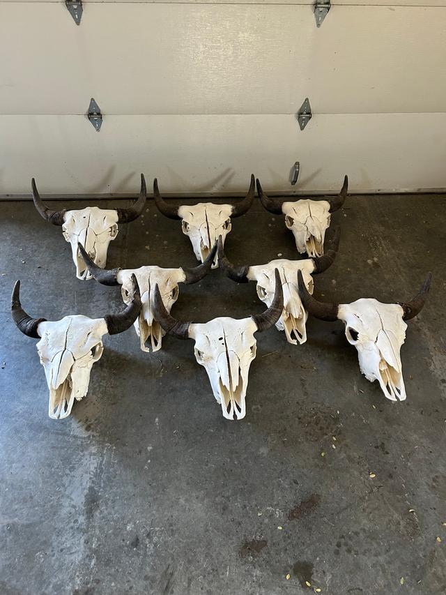 Photo of Bison skulls 