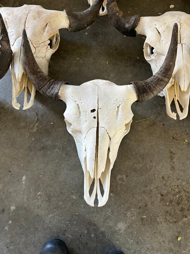 Photo of Bison skulls  - 2