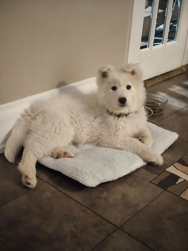 Photo of Pure breed Samoyed 