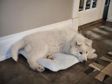 Photo of Pure breed Samoyed  - 2