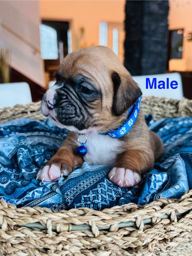 Photo of Pb boxer Puppies  - 2