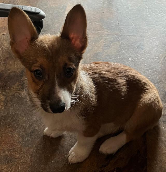 Photo of Corgi pups