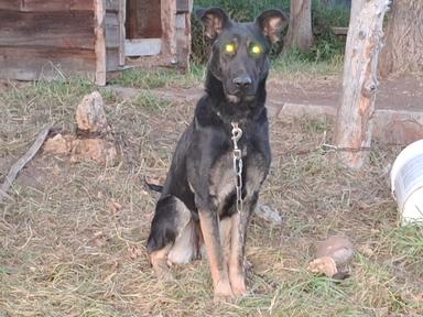 Photo of German shepherd cross  - 2