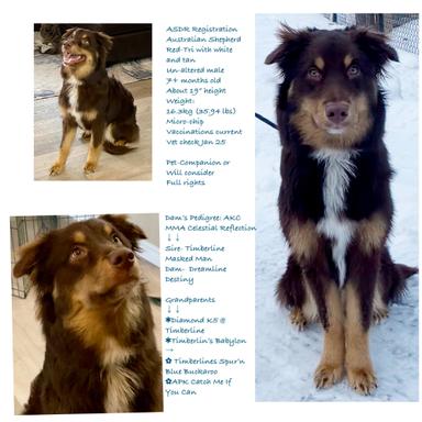 Photo of Red-Tri Australian Shepherd ASDR Registration  - 2