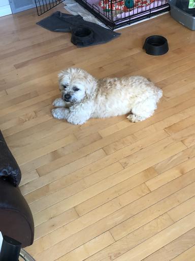 Photo of Bichon Shitzu stud - 1