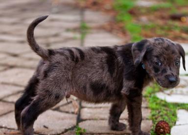 Photo of Catahoula Leopard puppy - 1