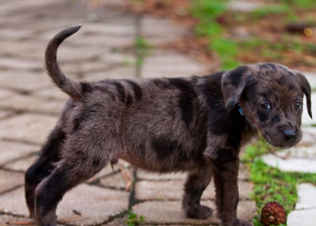 Photo of Catahoula Leopard puppy