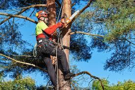 Photo of David the tree guy - 2