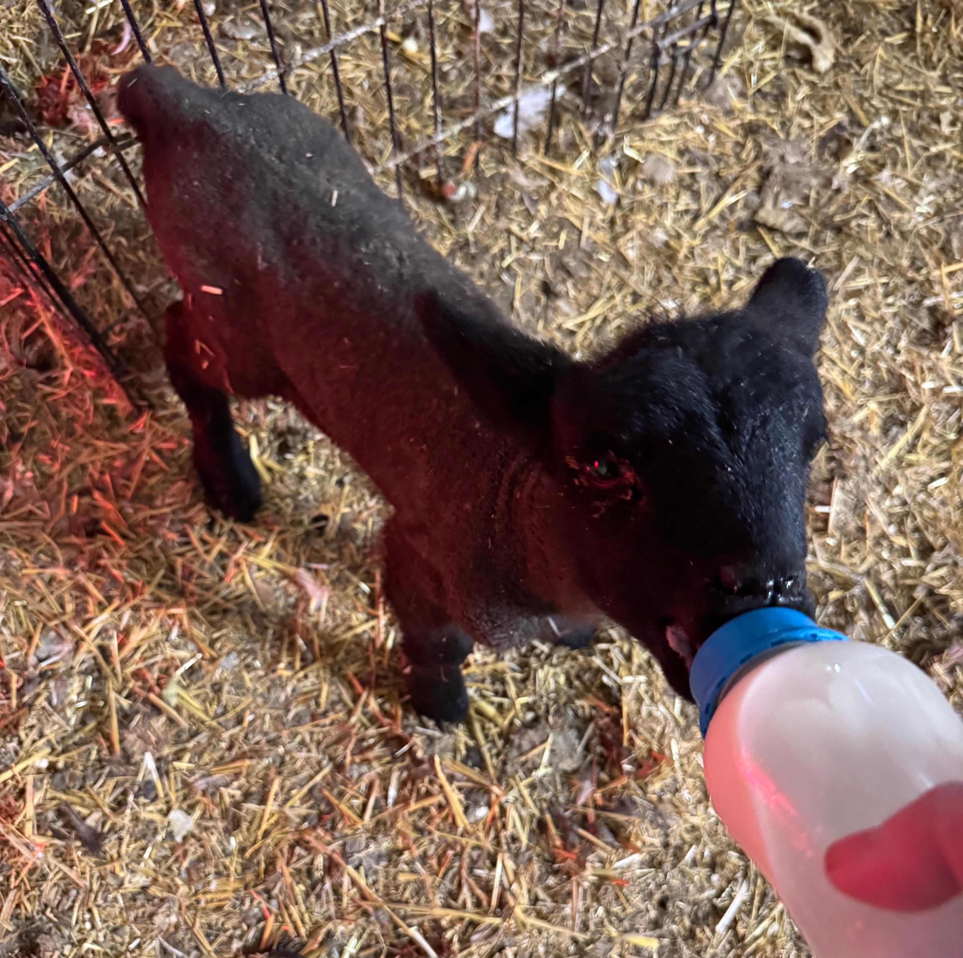 Photo of Black Face Suffolk baby