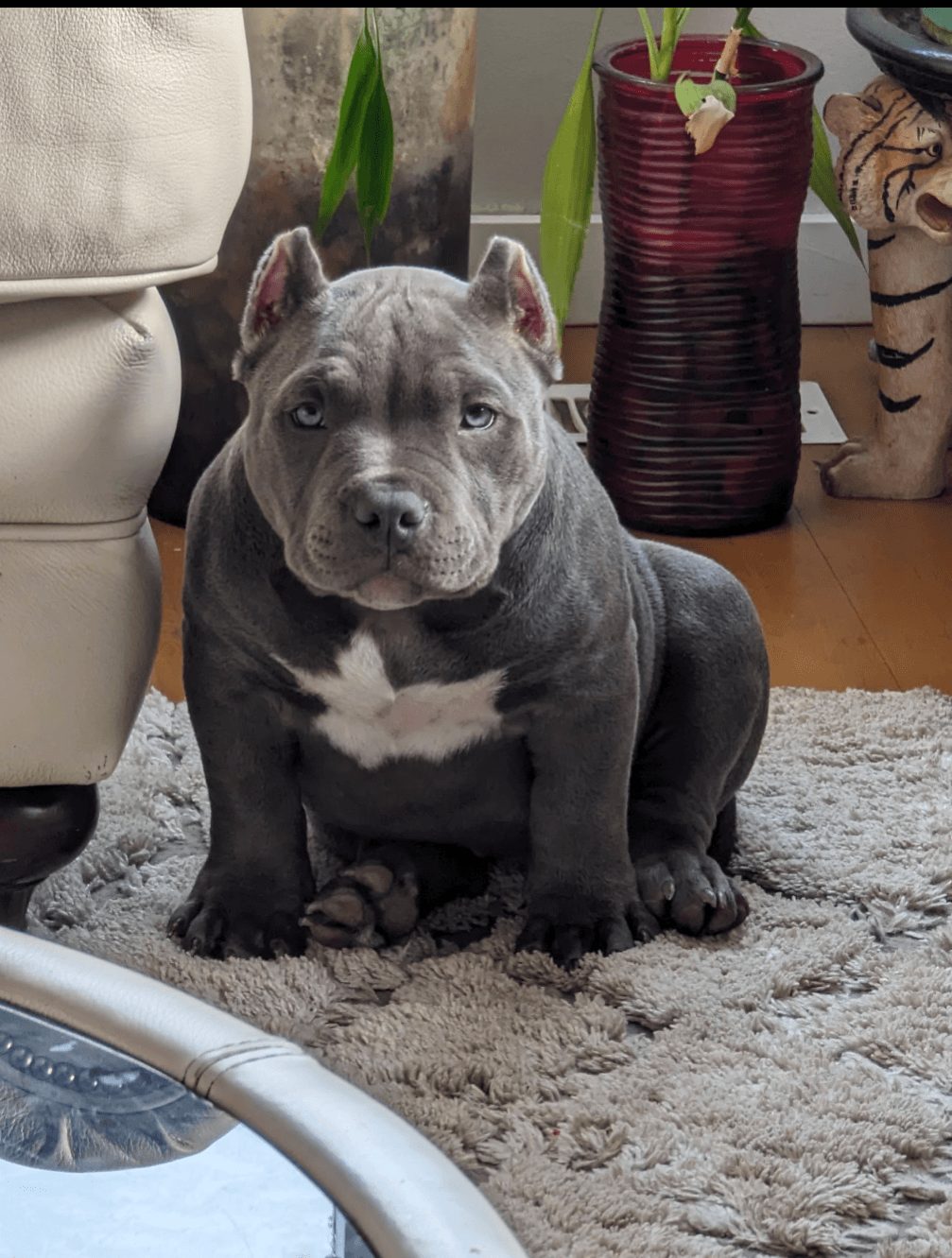 Photo of American Pocket Bully