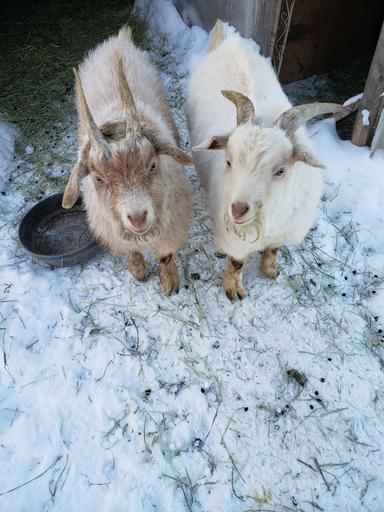 Photo of 2 Alpine Billy Goats for sale  - 2