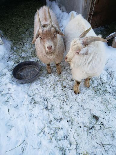 Photo of 2 Alpine Billy Goats for sale 