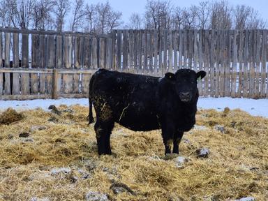 Photo of Fancy Black Angus Replacement Heifers  - 2