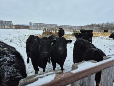 Photo of Fancy Black Angus Replacement Heifers 