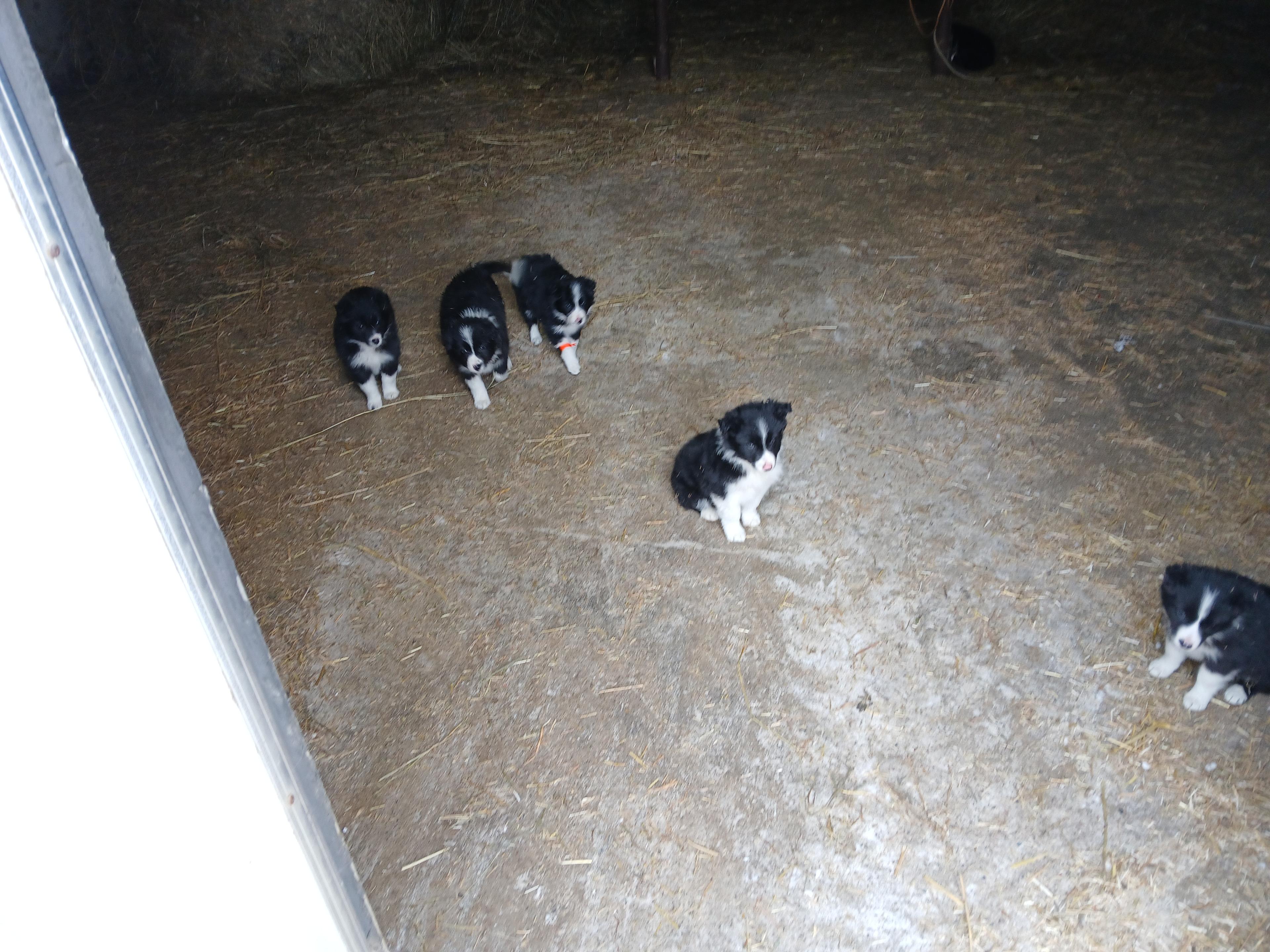 Photo of Pure bred border collie pups