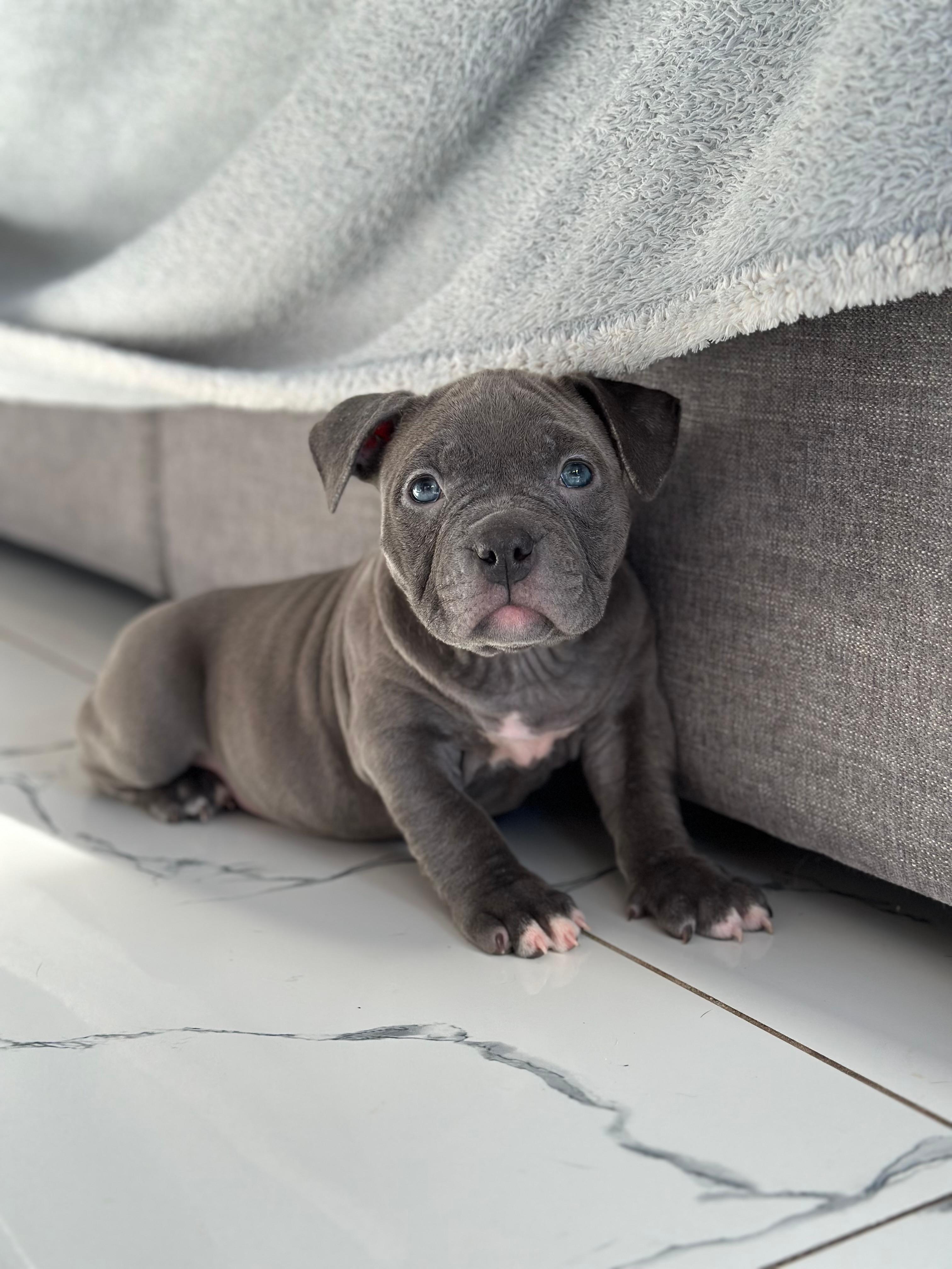 Photo of American Bully (Pocket size) Puppies