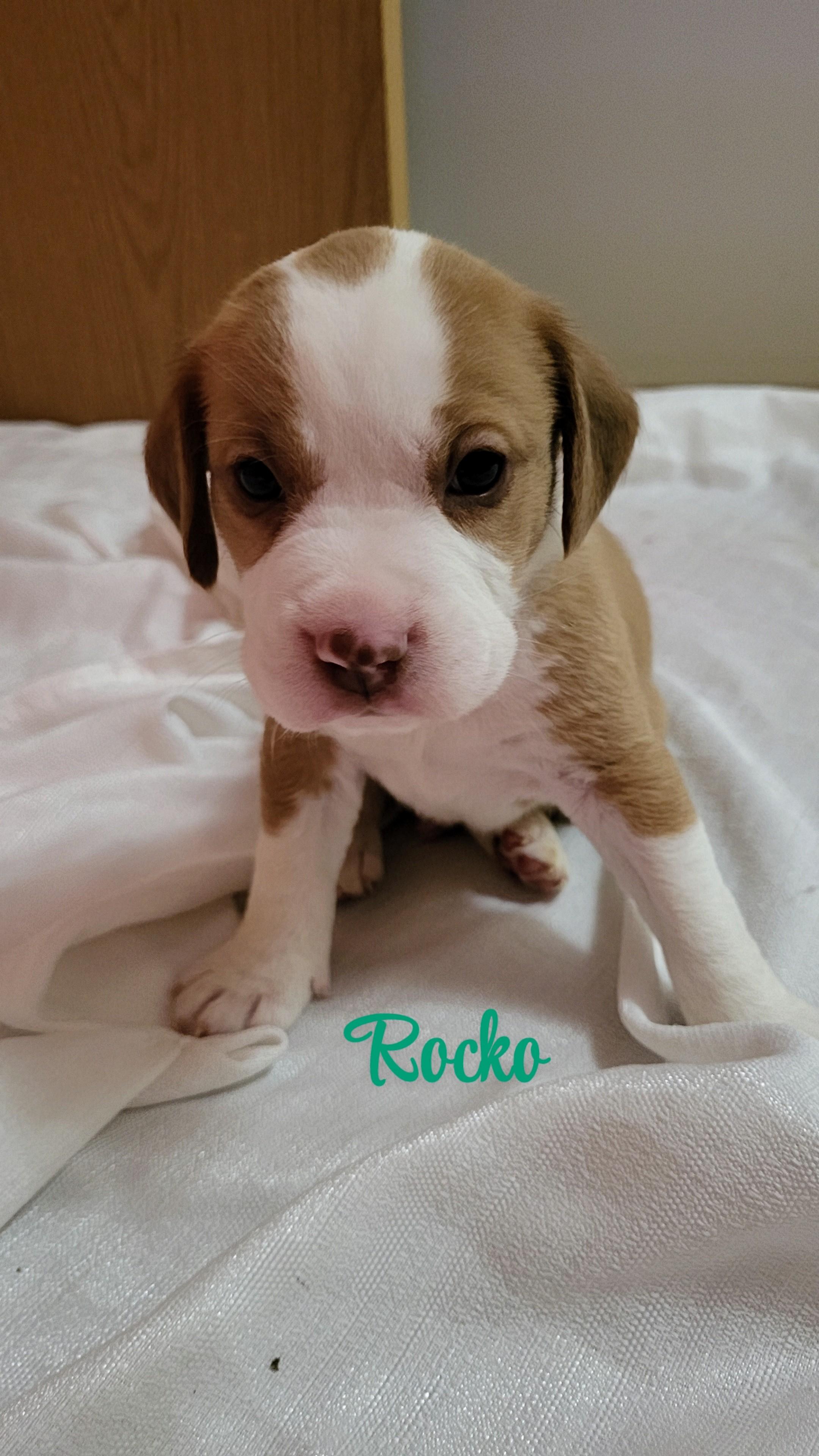 Photo of Beagle pit puppies!