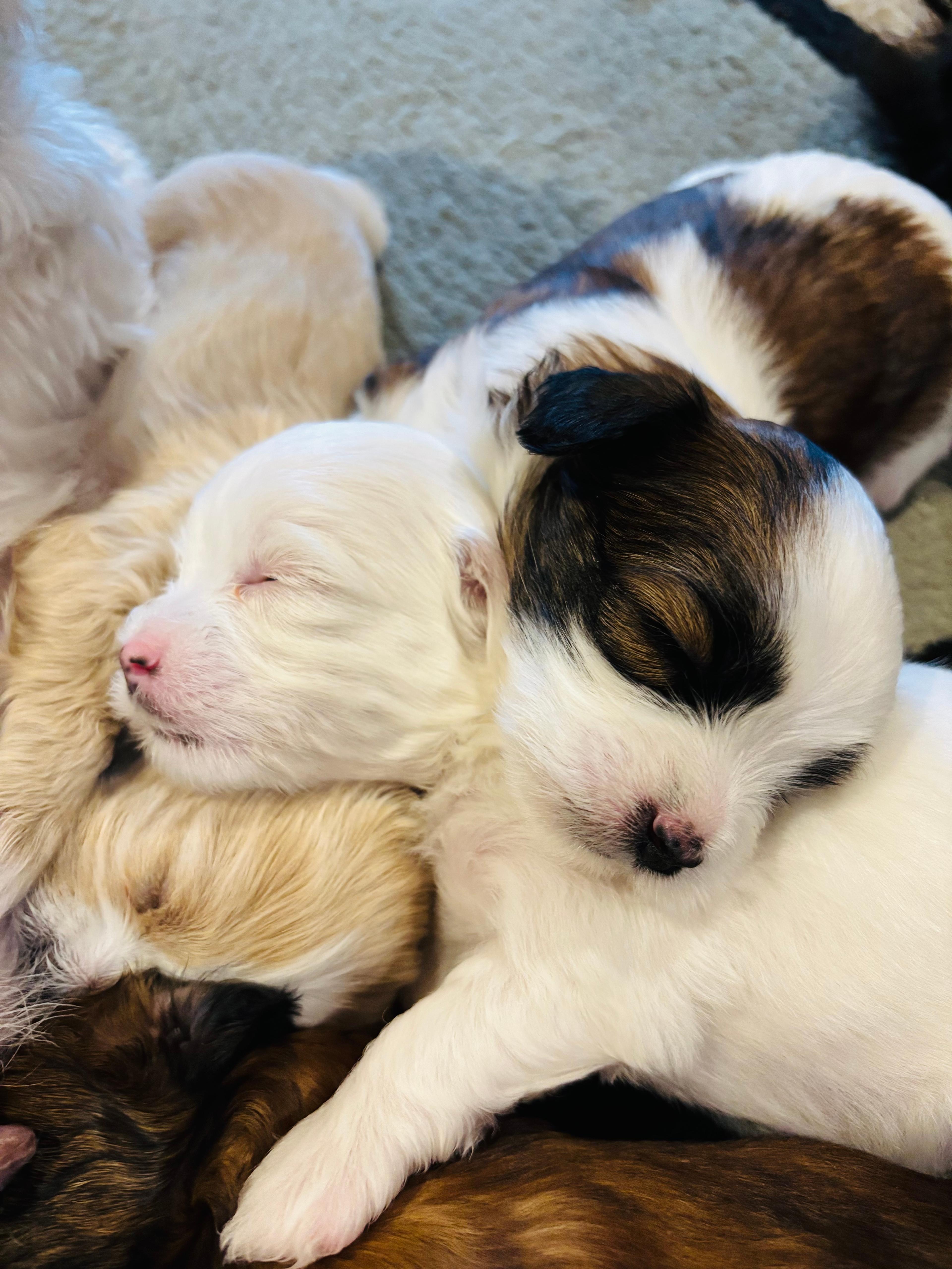 Photo of Havashu/Maltipoo Puppies for Sale