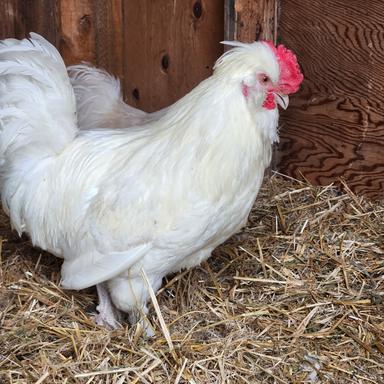 Photo of Silkie Roosters