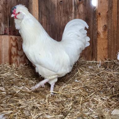 Photo of Silkie Roosters - 2