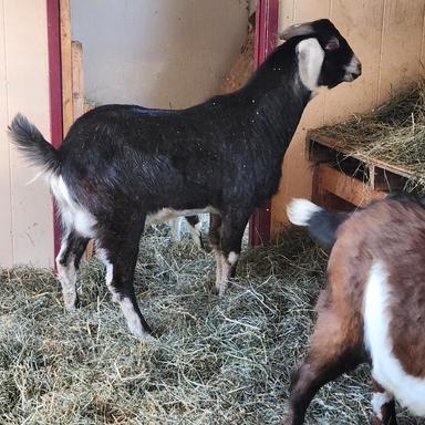 Photo of Purebred Nubian Buck  - 2