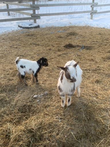 Photo of Goat heard dispersal